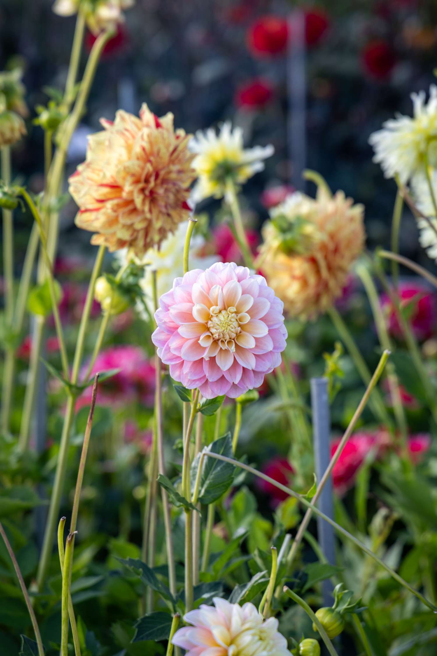 Dahlie ‘Giovanna’